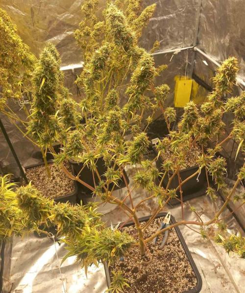 Sativas in Southern Europe, 100% organic. Week 20 - Malawi 2