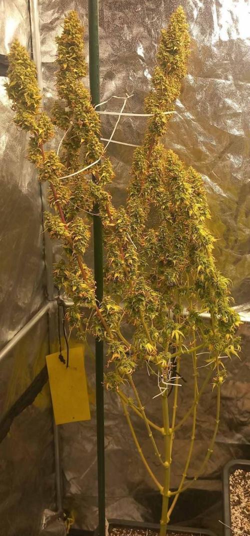 Sativas in Southern Europe, 100% organic. Week 20 - Golden Tiger