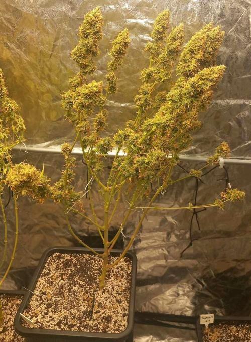 Sativas in Southern Europe, 100% organic. Week 20 - Malawi 1