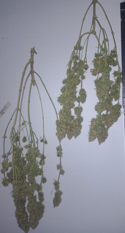 Sativas in Southern Europe, 100% organic. Week 21 - Malawi 1
