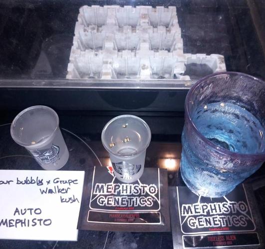 Autos in soil, 100% organic. Week 0