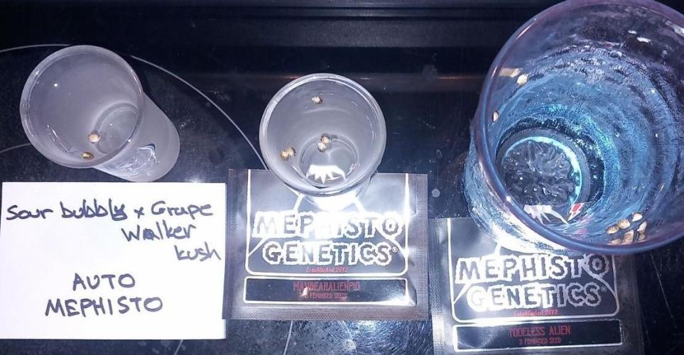 Autos in soil, 100% organic. Week 0