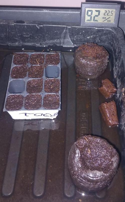 Autos in soil, 100% organic. Week 0 - Seedplugs for germination