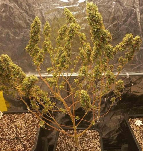 Sativas in Southern Europe, 100% organic. Week 21