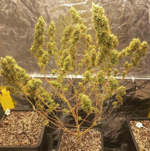 Sativas in Southern Europe, 100% organic. Week 21