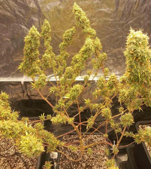 Sativas in Southern Europe, 100% organic. Week 21