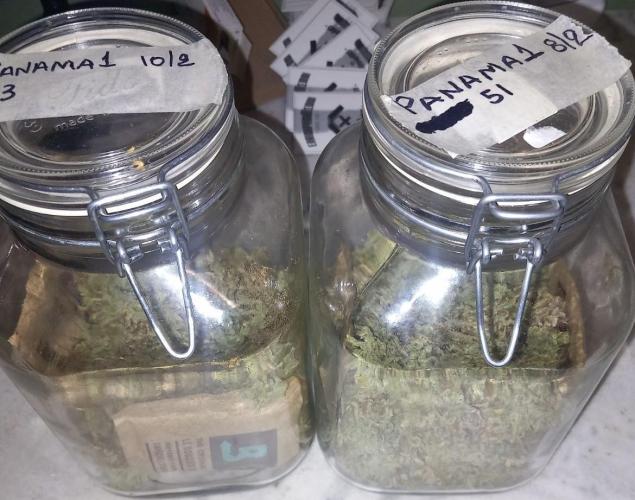 Sativas in Southern Europe, 100% organic. Week 19 - Panama 1   94gr