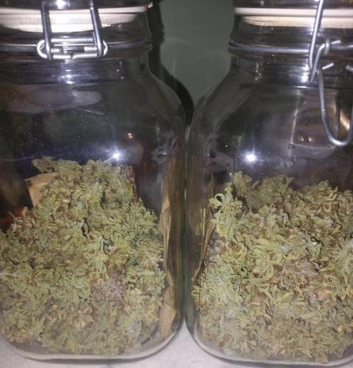 Sativas in Southern Europe, 100% organic. Week 19 - Panama 1   94gr