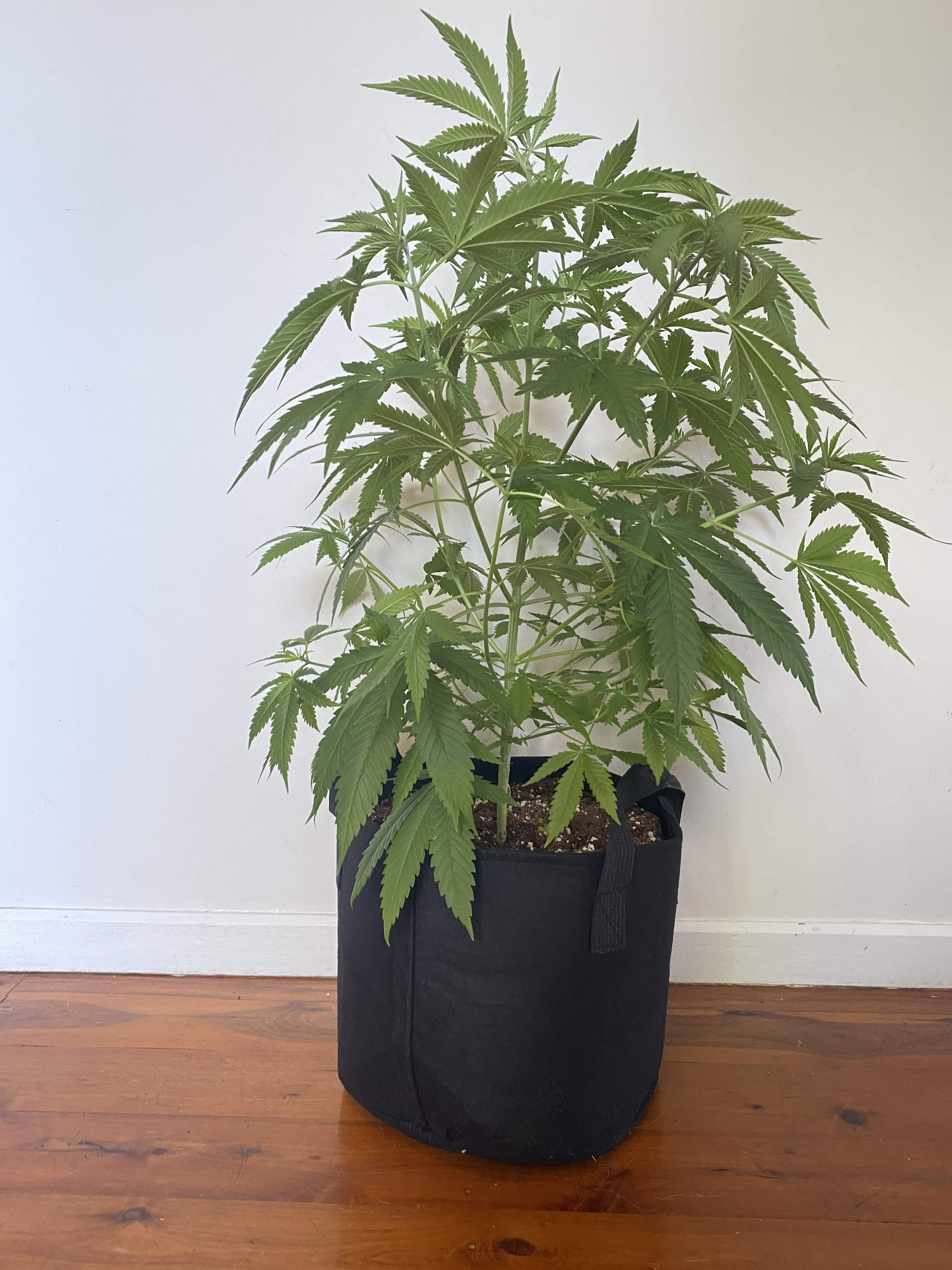 Banana Dance Freedom of Seeds grow diary (journal) week5 by