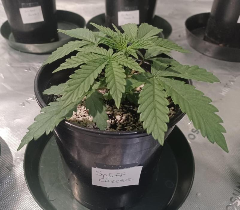 Spliff Cheese Please!. Week 3 - Day 16