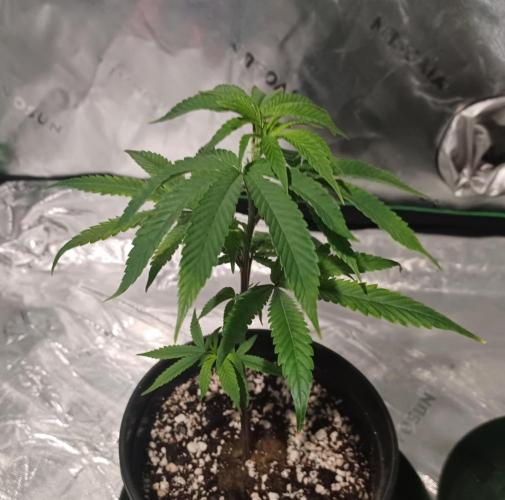 Send In The Clones. Week 1 - Day 7 - GB1