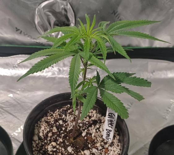 Send In The Clones. Week 1 - Day 7 - GB2