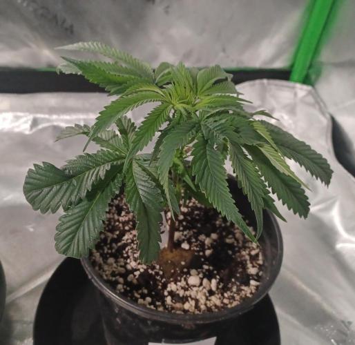 Send In The Clones. Week 1 - Day 7 - GP