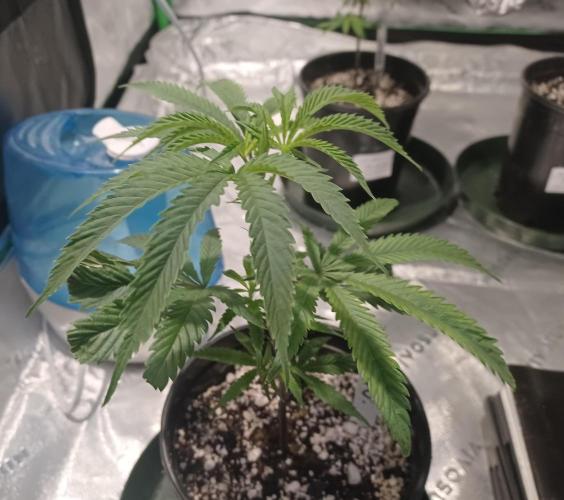 Send In The Clones. Week 1 - Day 7 - ICC1