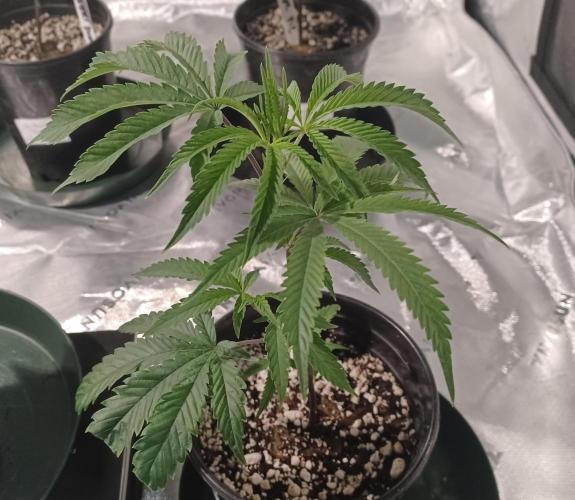 Send In The Clones. Week 1 - Day 7 - ICC2
