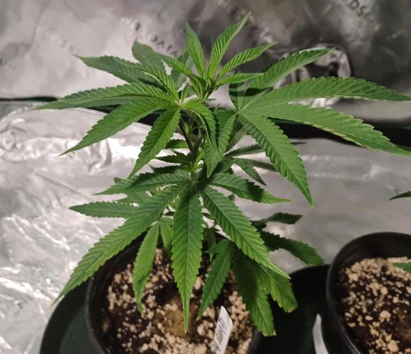 Send In The Clones. Week 2 - Day 9 - Glitter Bomb 1