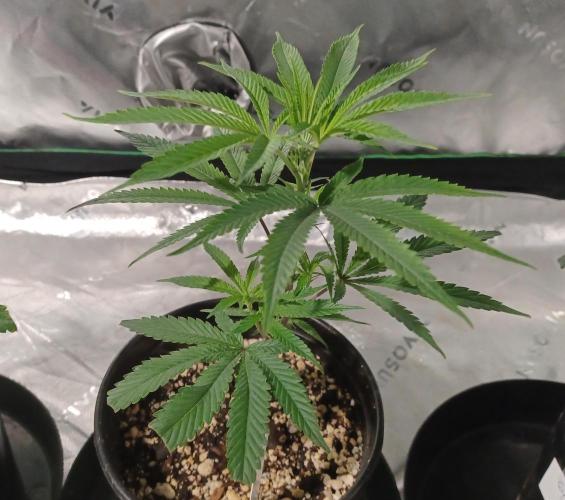 Send In The Clones. Week 2 - Day 9 - Glitter Bomb 2