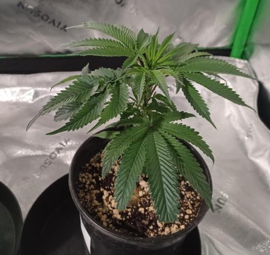 Send In The Clones. Week 2 - Day 9 - Grape Pie