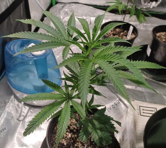 Send In The Clones. Week 2 - Day 9 - Ice Cream Cake 1
