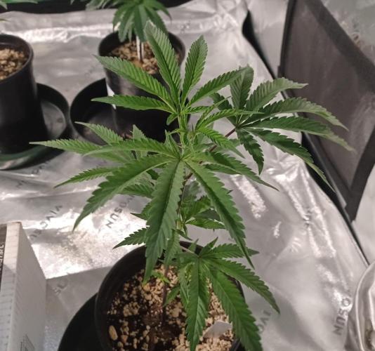 Send In The Clones. Week 2 - Day 9 - Ice Cream Cake 2