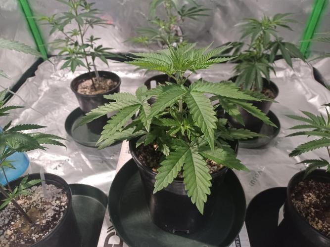 Spliff Cheese Please!. Week 4 - Day 22