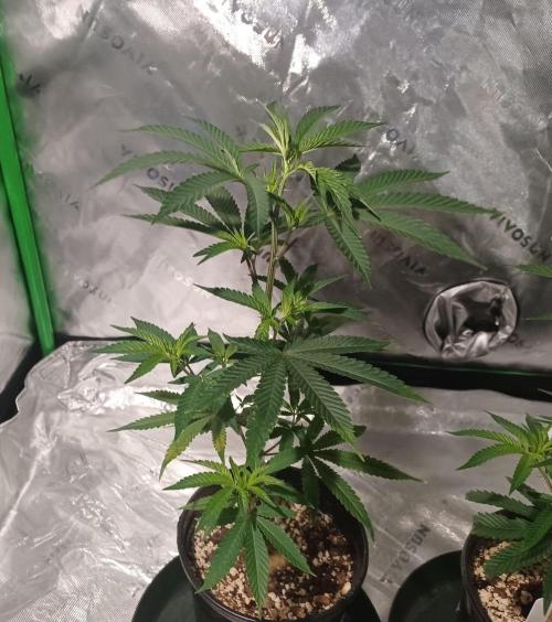 Send In The Clones. Week 2 - Day 13 - GB1