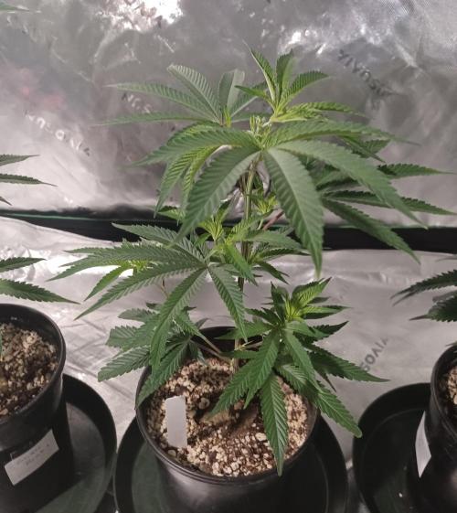 Send In The Clones. Week 2 - Day 13 - GB2