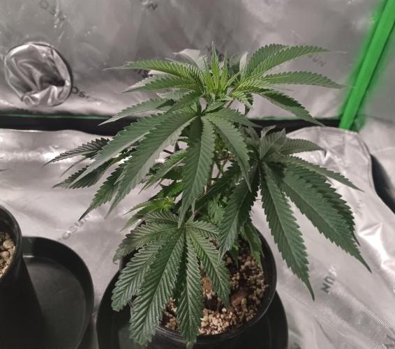Send In The Clones. Week 2 - Day 13 - GP