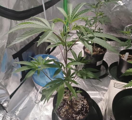 Send In The Clones. Week 2 - Day 13 - ICC1