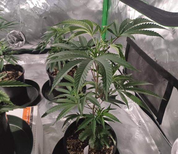 Send In The Clones. Week 2 - Day 13 - ICC2
