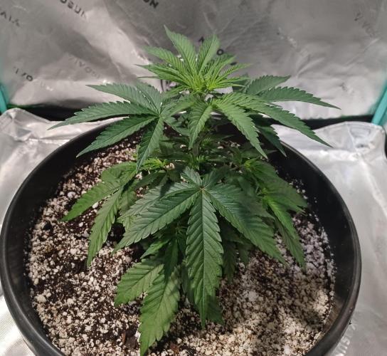 Spliff Cheese Please!. Week 4 - Day 26