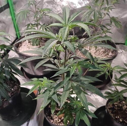 Send In The Clones. Week 3 - Day 17 - Glitter Bomb 1