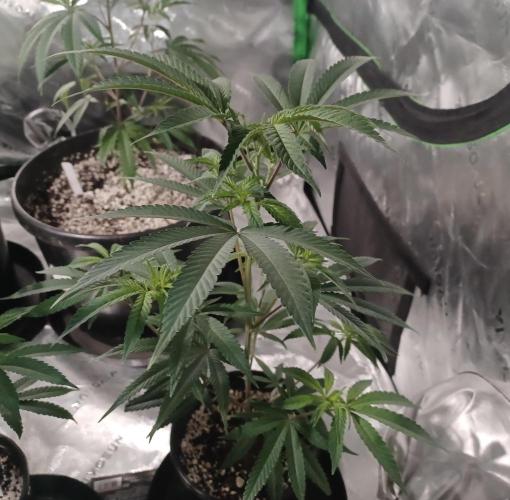 Send In The Clones. Week 3 - Day 17 - Glitter Bomb 2