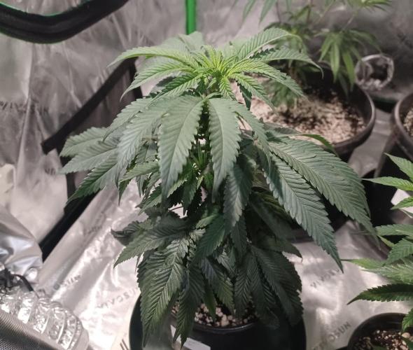 Send In The Clones. Week 3 - Day 17 - Grape Pie