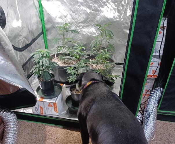 Send In The Clones. Week 3 - Mayhem is inspecting the grow