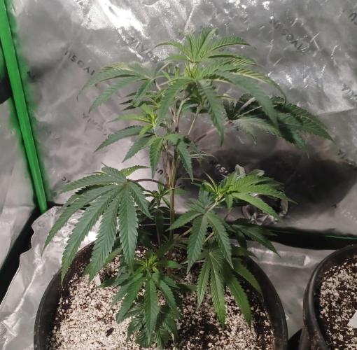 Send In The Clones. Week 3 - Day 17 - Ice Cream Cak3 1