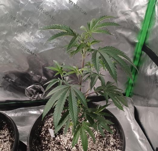Send In The Clones. Week 3 - Day 17 - Ice Cream Cake 2