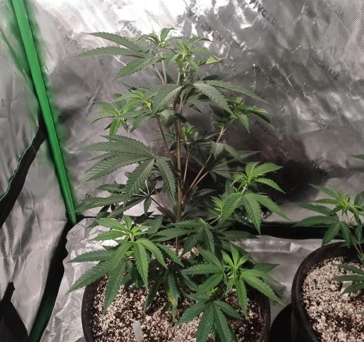 Send In The Clones. Week 3 - Day 21 - GB1
