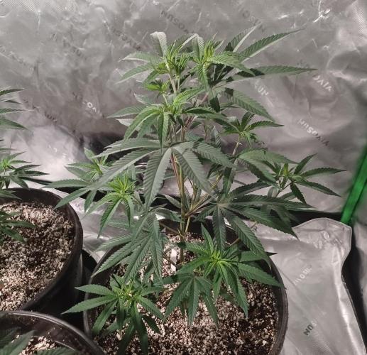 Send In The Clones. Week 3 - Day 21 - GB2