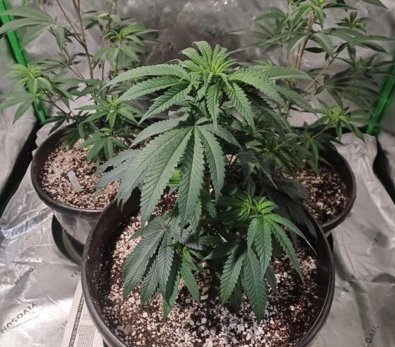 Send In The Clones. Week 3 - Day 21 - GP