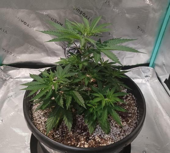 Spliff Cheese Please!. Week 5 - Day 31