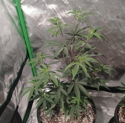 Send In The Clones. Week 4 - Day 23