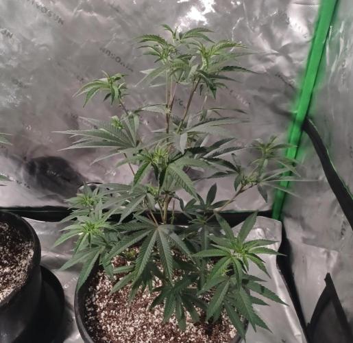 Send In The Clones. Week 4 - Day 23