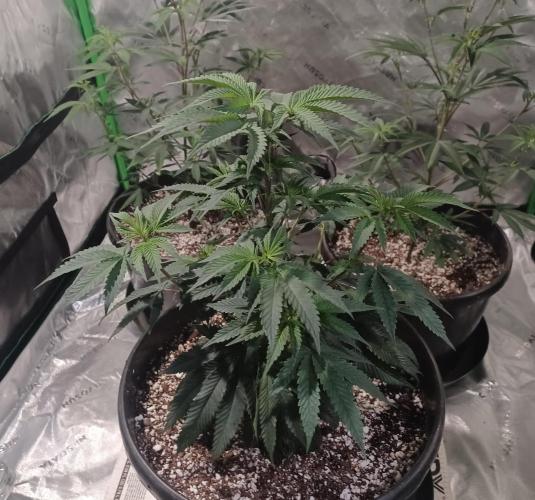 Send In The Clones. Week 4 - Day 23
