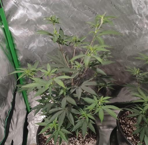 Send In The Clones. Week 4 - Day 27