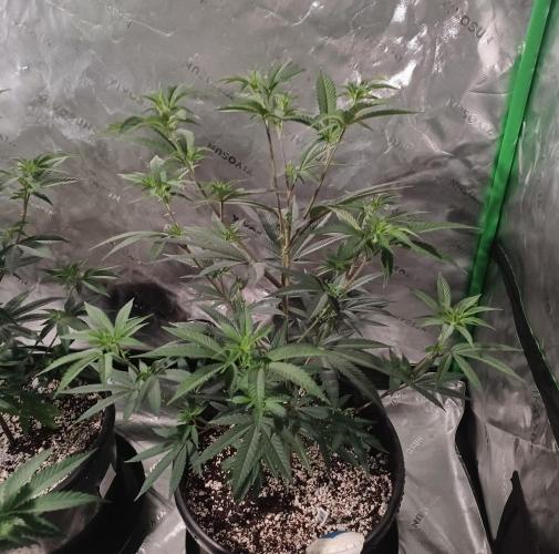 Send In The Clones. Week 4 - Day 27