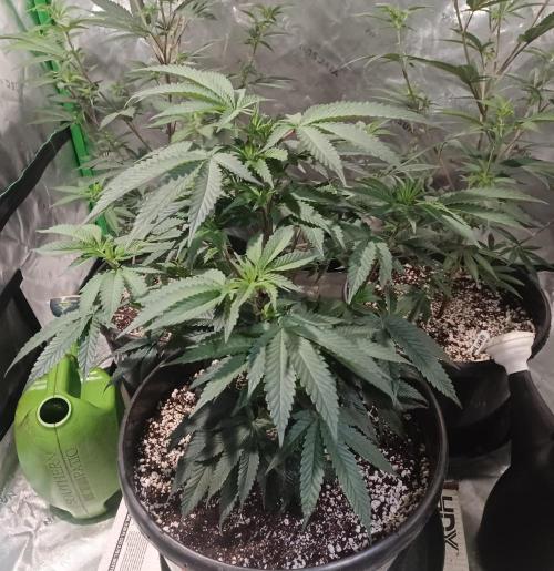 Send In The Clones. Week 4 - Day 27