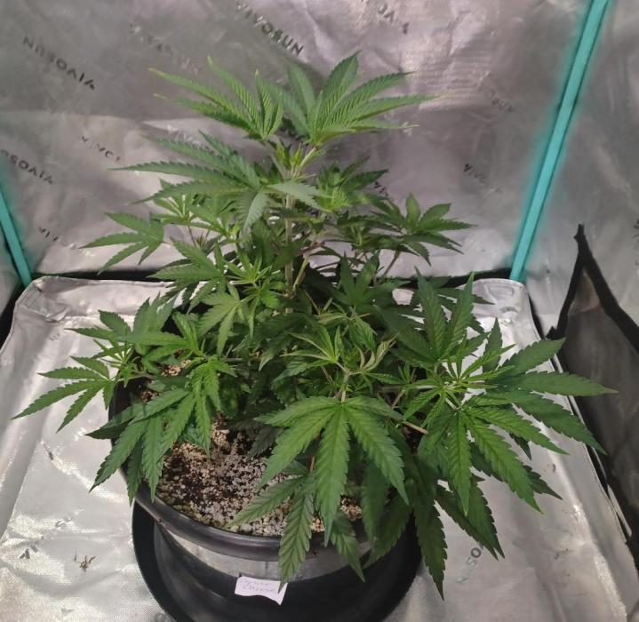 Spliff Cheese Please!. Week 6 - Day 36