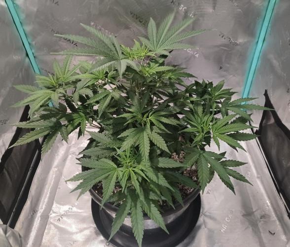 Spliff Cheese Please!. Week 6 - Day 39