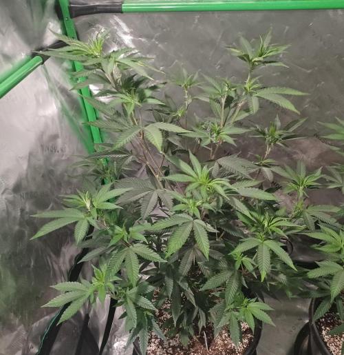 Send In The Clones. Week 5 - Day 29 - Glitter Bomb 1